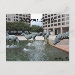 Mustangs von Las Colinas # 3 Postkarte