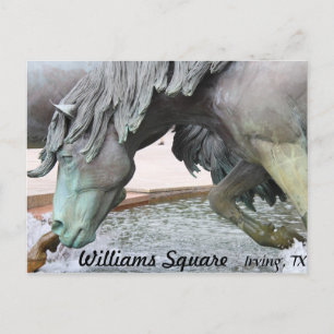 Mustangs von Las Colinas # 8 Postkarte