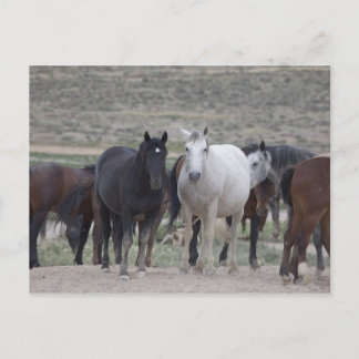 Mustangs von Utah Postkarte