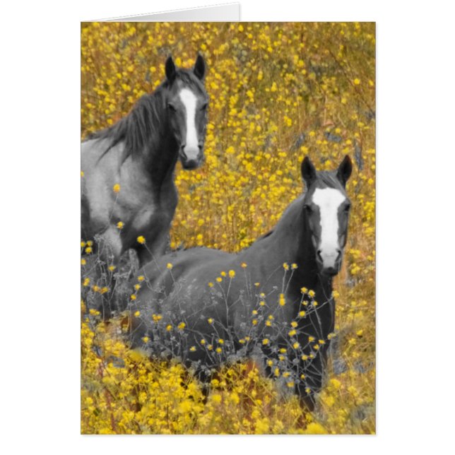 Mustard and Horses (Vorne)