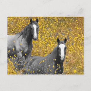 Mustard and Horses Postkarte