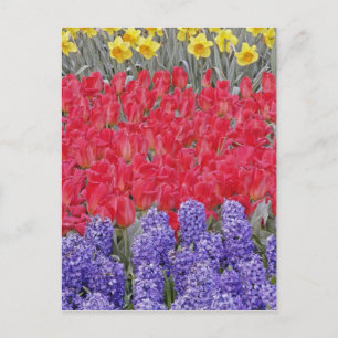 Muster aus Hyazinthen, Tulpen und Narzissen, Postkarte