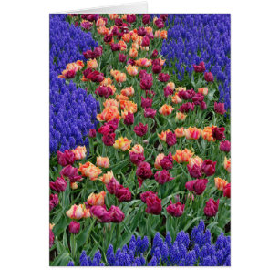 Muster aus Tulpen und Traubenhyazinthenblüten,