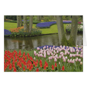 Muster aus Tulpen und Traubenhyazinthenblüten,