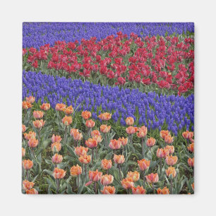 Muster aus Tulpen und Traubenhyazinthenblüten, 3 Magnet
