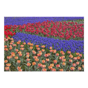 Muster aus Tulpen und Traubenhyazinthenblüten, Fotodruck