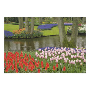 Muster aus Tulpen und Traubenhyazinthenblüten, Fotodruck