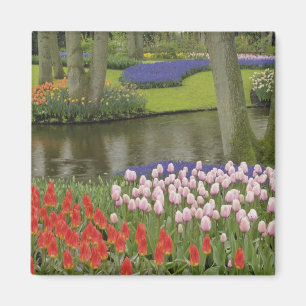 Muster aus Tulpen und Traubenhyazinthenblüten, Magnet
