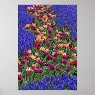 Muster aus Tulpen und Traubenhyazinthenblüten, Poster