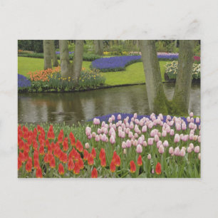 Muster aus Tulpen und Traubenhyazinthenblüten, Postkarte