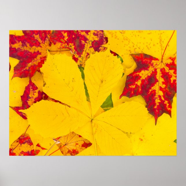Muster der Herbstblätter Poster (Vorne)