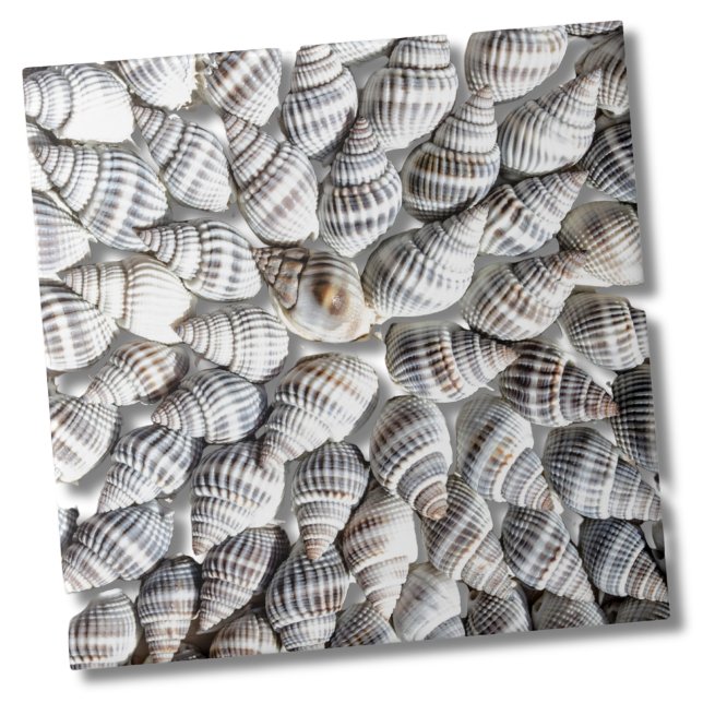 Muster der Muschel im Küstenmeer Fliese (Abstract Seashell Starburst Nautical Beach House Ceramic Tile)