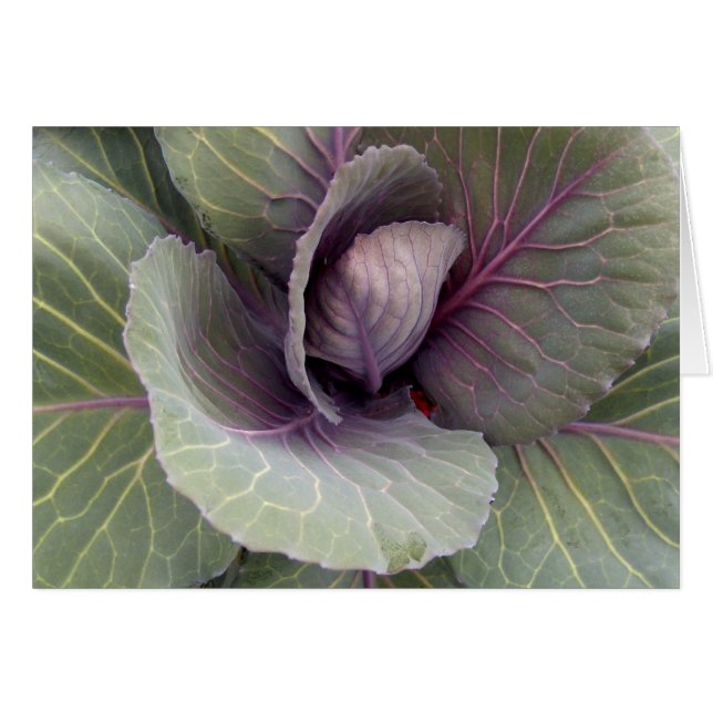 Muster der Natur (Vorderseite (Horizontal))