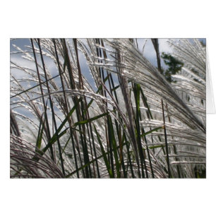 Muster der Natur