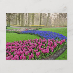 Muster der Traubenhyazinthe, Tulpen und 2 Postkarte