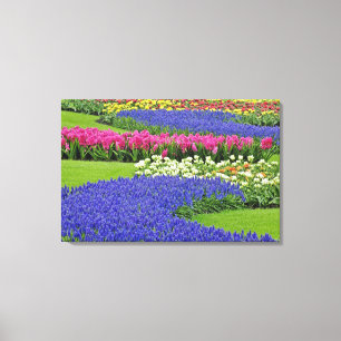Muster der Traubenhyazinthe, Tulpen und 3 Leinwanddruck