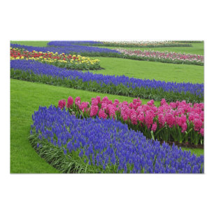 Muster der Traubenhyazinthe, Tulpen und Fotodruck