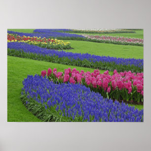 Muster der Traubenhyazinthe, Tulpen und Poster