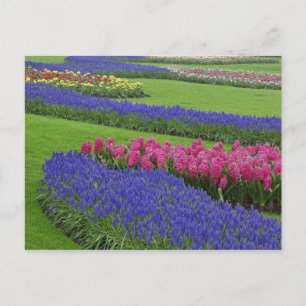 Muster der Traubenhyazinthe, Tulpen und Postkarte