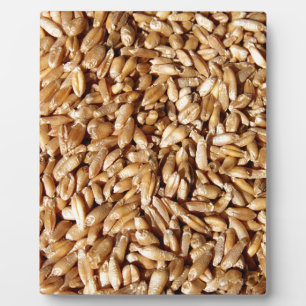 Muster vieler kleiner Körner Fotoplatte