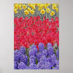 Muster von Hyazinthen, Tulpen und Daffodien, Poster