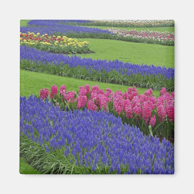 Muster von Traubentreu, Tulpen und Magnet (Vorne)