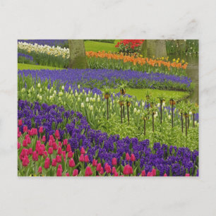 Muster von Tulips hyacinth und TraubenHyazinth Postkarte