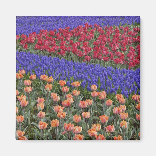Muster von Tulpen und Blume von Trauben, Hyazinthe Magnet (Vorne)