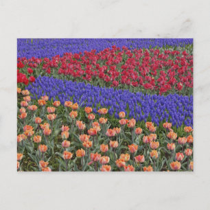 Muster von Tulpen und Blume von Trauben, Hyazinthe Postkarte