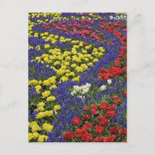 Muster von Tulpen und Blume von Traubenzucker, 2 Postkarte
