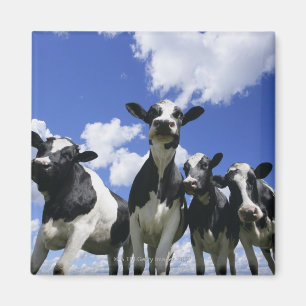 Mustern Wanzen Ansicht von vier jungen Kälbern Magnet