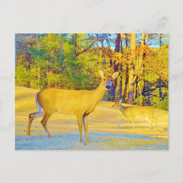 Musturd Colored Deer mit hellblau Postkarte (Vorderseite)