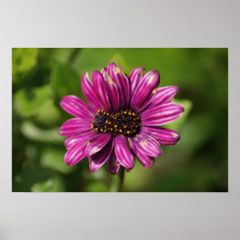 Mutant Osteospermum/Dimorphotheca Poster