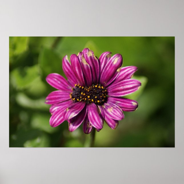 Mutant Osteospermum/Dimorphotheca Poster (Vorne)