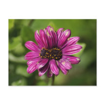 Mutant Osteospermum / Dimorphotheca