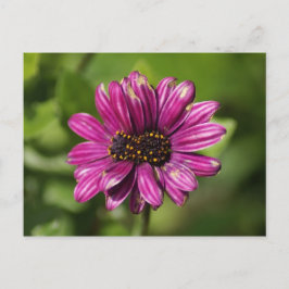 Mutant Osteospermum / Dimorphotheca Postkarte