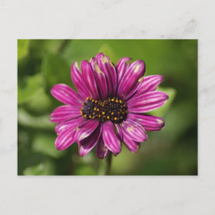 Mutant Osteospermum / Dimorphotheca Postkarte