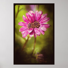 Mutant Osteospermum/Dimorphotheca v.2 Poster
