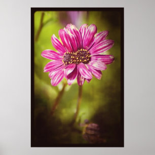 Mutant Osteospermum / Dimorphotheca v.2 Poster