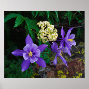 Mutante Akelei-Wildblumen Poster