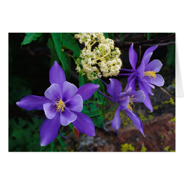 Mutante Columbine-Wildblumen (Vorderseite (Horizontal))