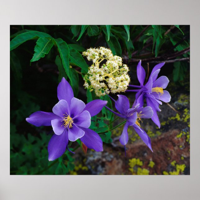 Mutante Columbine-Wildblumen Poster (Vorne)