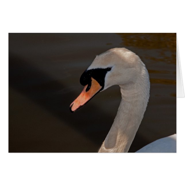 Mute Swan (Vorderseite (Horizontal))