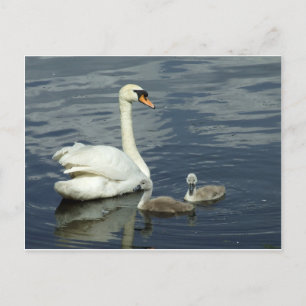 Mute Swan and Cygnets Feiertagspostkarte