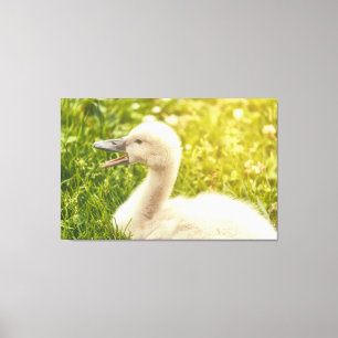 Mute Swan Cygnet Leinwanddruck