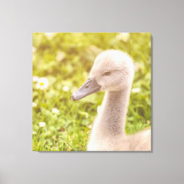 Mute Swan Cygnet Leinwanddruck