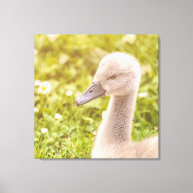 Mute Swan Cygnet Leinwanddruck (Vorderseite)