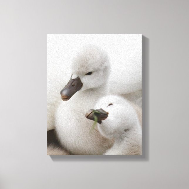 Mute Swan Cygnets Leinwanddruck (Vorderseite)