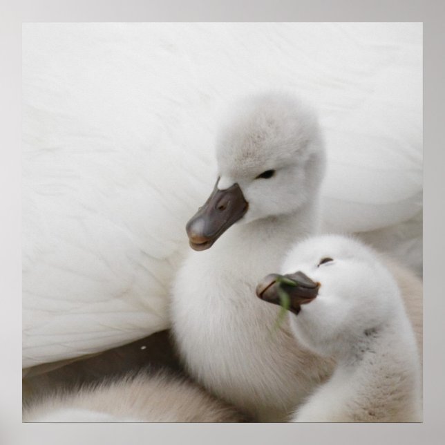 Mute Swan Cygnets Poster (Vorne)