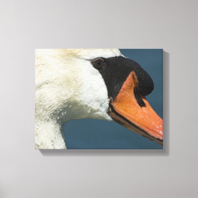 Mute Swan - Eine Kunstdruckerei Leinwanddruck (Vorderseite)